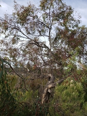 Eucalyptus sideroxylon