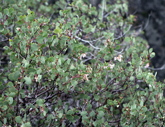 Arctostaphylos viscida viscida