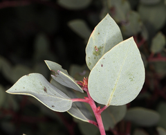 Arctostaphylos viscida viscida