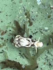 Oinophila v-flava