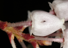 Arctostaphylos viscida viscida