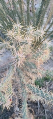 Cylindropuntia sanfelipensis