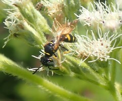 Philanthus bilunatus