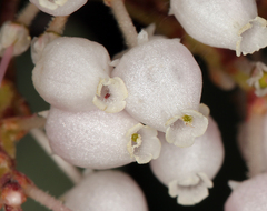 Arctostaphylos viscida viscida