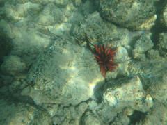 Heterocentrotus mamillatus