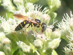 Philanthus bilunatus