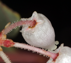 Arctostaphylos viscida viscida