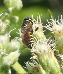Philanthus bilunatus
