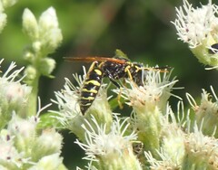 Philanthus bilunatus