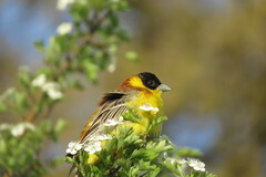 Emberiza melanocephala