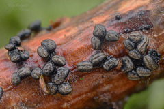 Cenangium ferruginosum