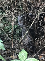 Sciurus carolinensis