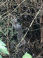 Sciurus carolinensis