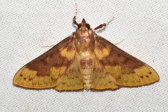 Polygrammodes ponderalis
