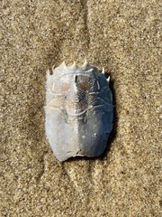 Blepharipoda occidentalis