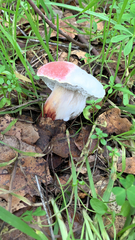 Xerocomellus dryophilus