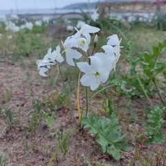 Leucocoryne appendiculata