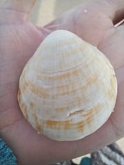 Glycymeris glycymeris
