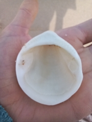 Glycymeris glycymeris