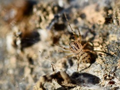 Scytodes velutina