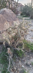Cylindropuntia sanfelipensis