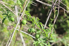 Cucurbitella asperata