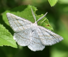 Perconia strigillaria