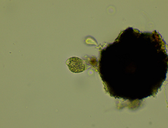 Euglenozoa