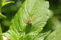 Phalangiinae