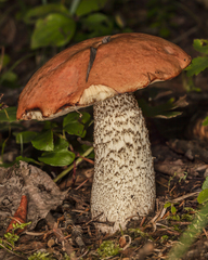 Leccinum insigne
