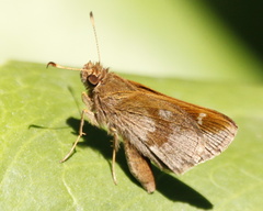 Cymaenes odilia