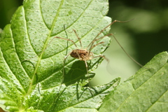 Phalangiinae