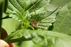 Phalangiinae