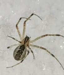 Pityohyphantes phrygianus