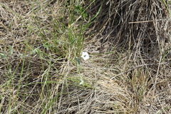 Convolvulus hermanniae