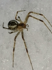 Pityohyphantes phrygianus