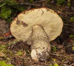 Leccinum insigne