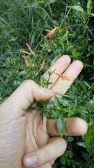 Dicliptera squarrosa