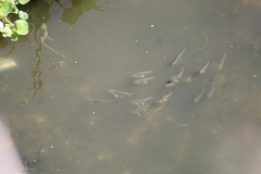 Prochilodus lineatus