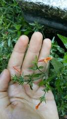 Dicliptera squarrosa