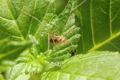 Phalangiinae