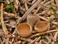 Ciboria rufofusca