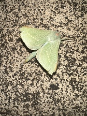 Aenetus eximia