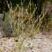 Schenkia australis - Photo (c) Ellura Sanctuary, algunos derechos reservados (CC BY-NC), subido por Ellura Sanctuary