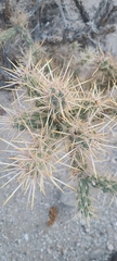 Cylindropuntia sanfelipensis