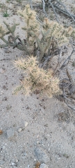 Cylindropuntia sanfelipensis