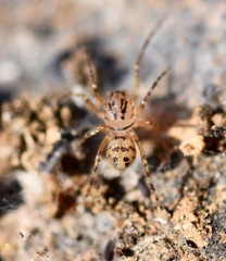 Scytodes velutina