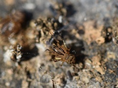 Scytodes velutina