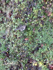 Fringilla coelebs maderensis
