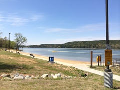 Sagittaria platyphylla